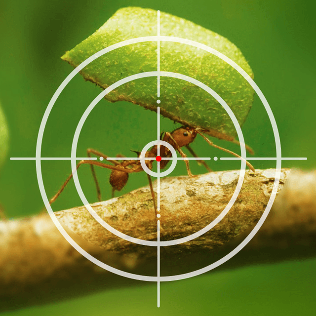 Formiga cortadeira na mira - tecnologia de precisão para controle de pragas