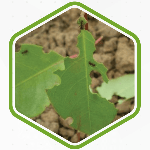 Folha atacada por formigas cortadeiras