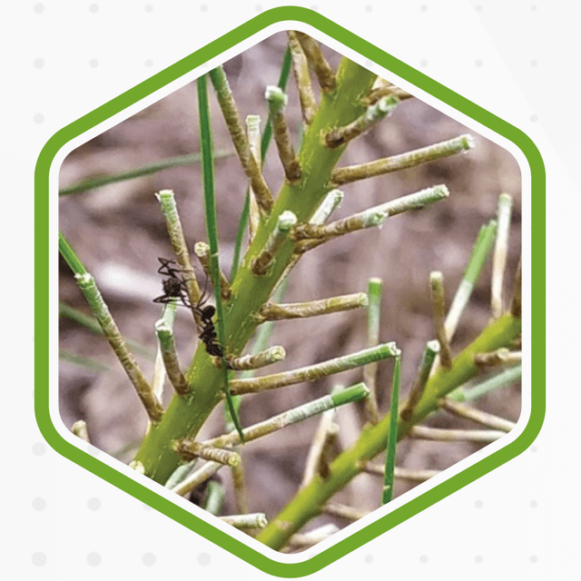 Formiga cortadeira em galho de eucalipto